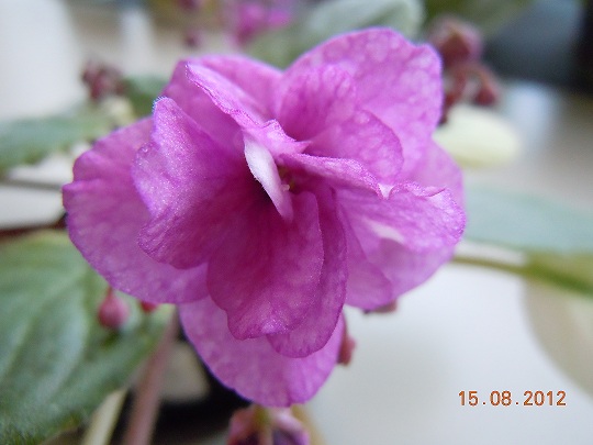 DSCN4423.JPG