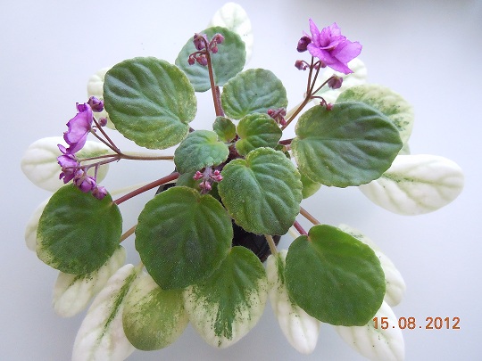 DSCN4424.JPG