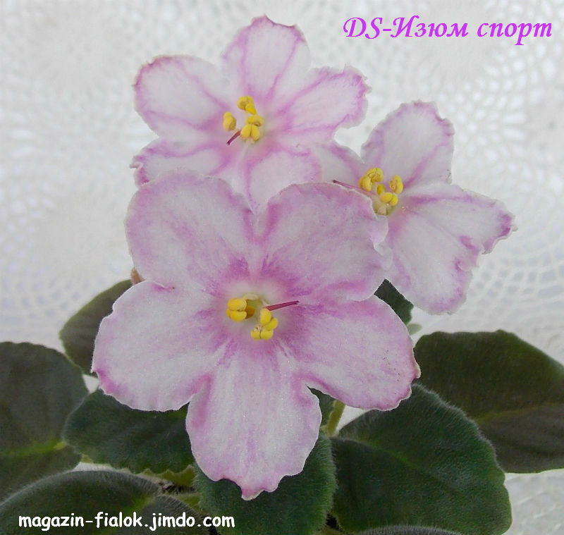 DSCN4472.jpg
