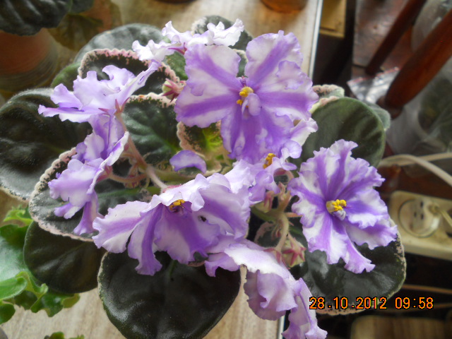DSCN5407 Колесо Фортуны.jpg
