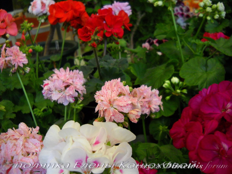 DSCN6306.jpg