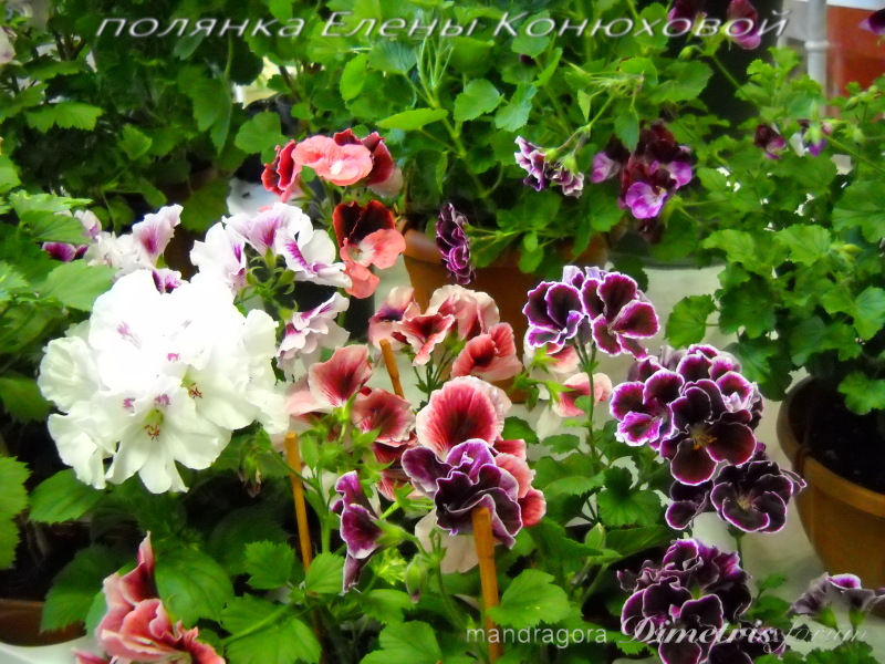 DSCN6307.jpg