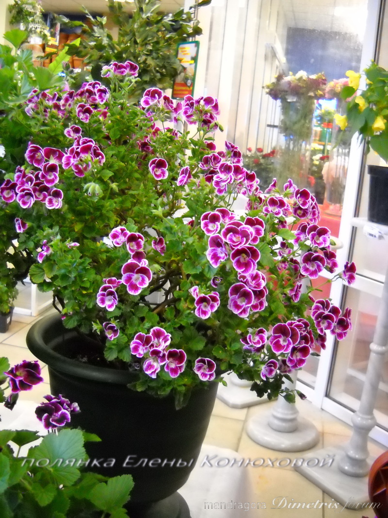 DSCN6308.jpg