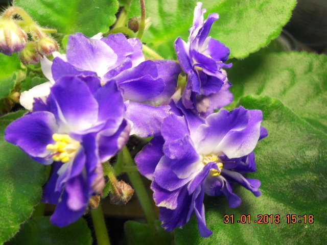 DSCN6431 Морев Синяя   вспышка.jpg