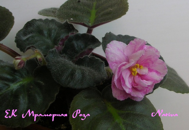 DSCN6534.JPG