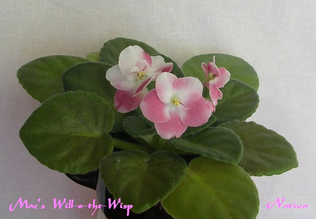 DSCN6714.JPG