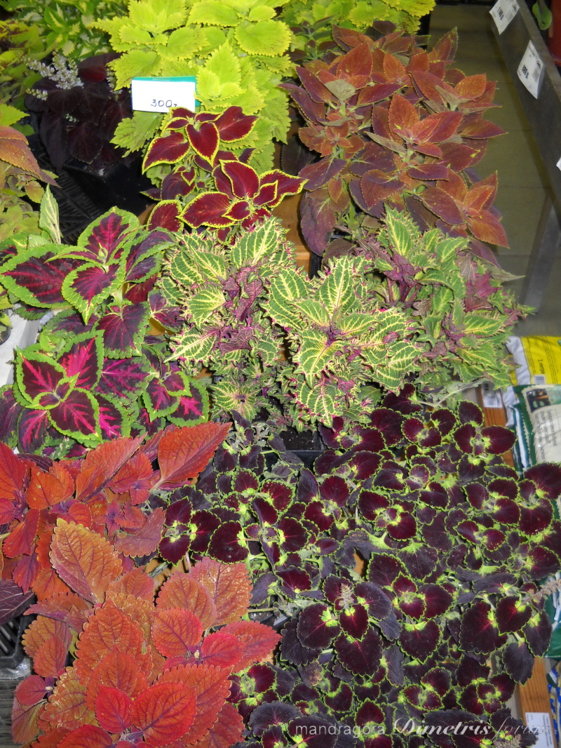 DSCN8327.jpg
