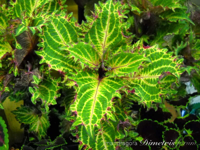 DSCN8330.jpg