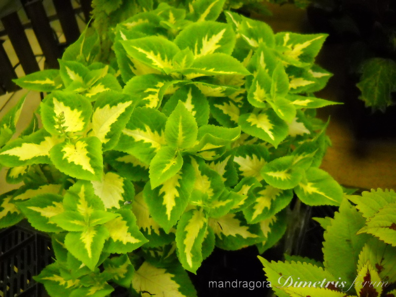 DSCN8333.jpg
