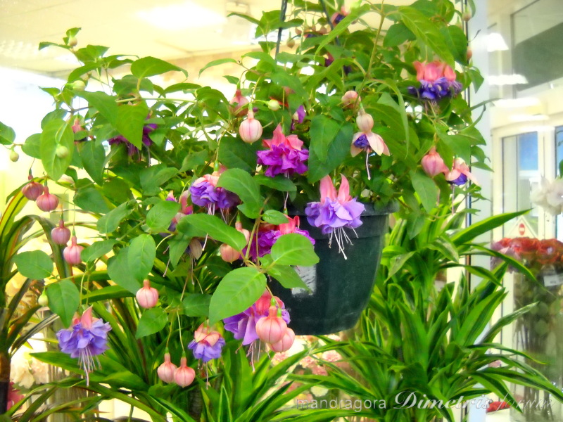 DSCN8341.jpg