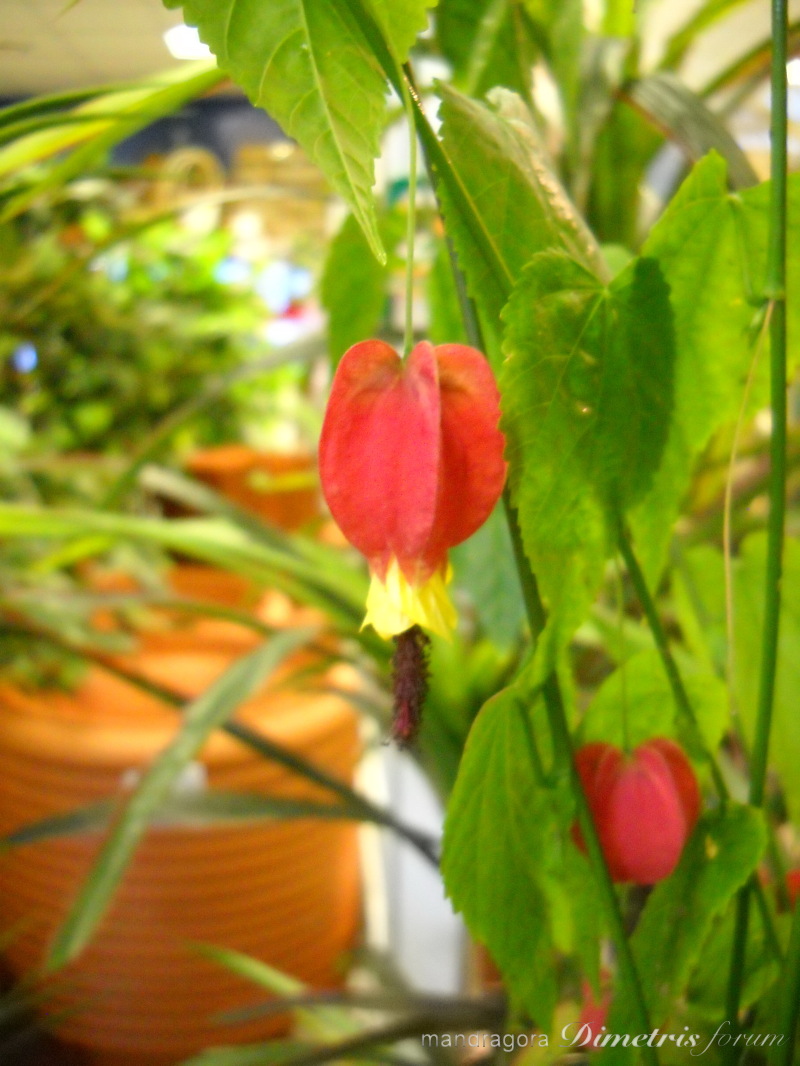 DSCN8344.jpg
