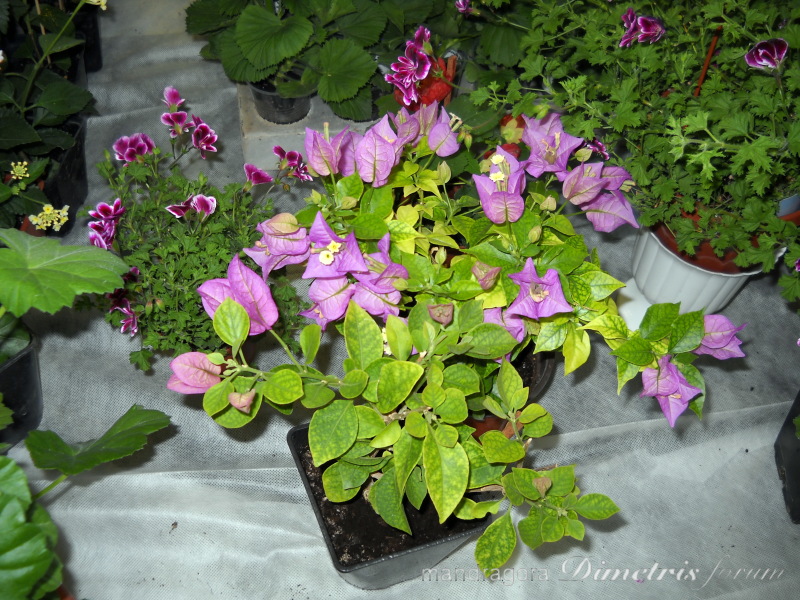 DSCN8348.jpg