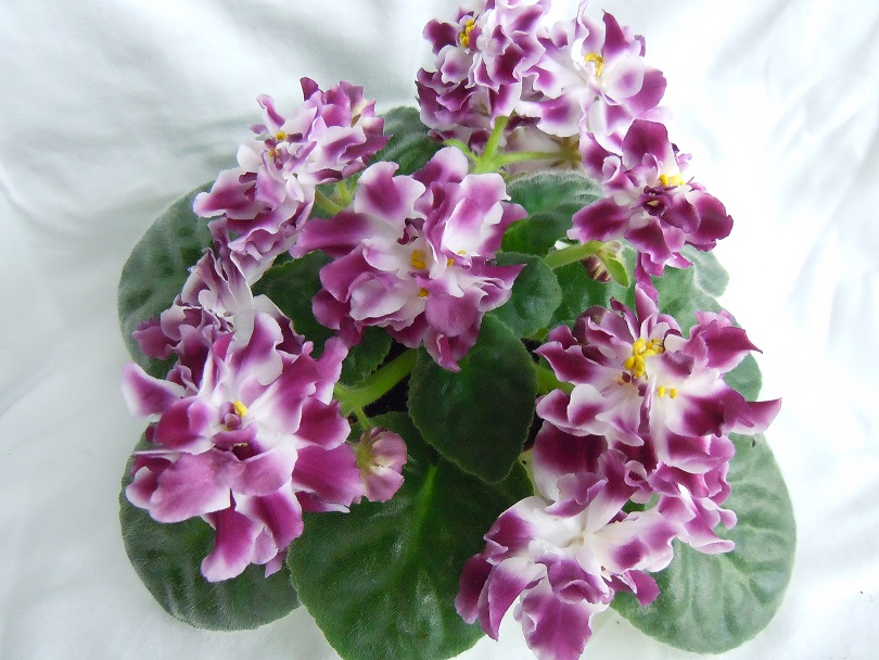 DSCN9086.JPG