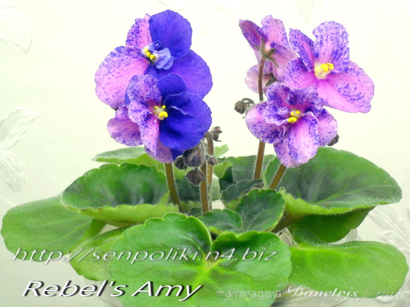 DSCN9577.jpg