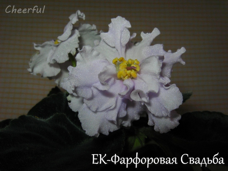 ek-farforovaya svadba 07.12.14.jpg