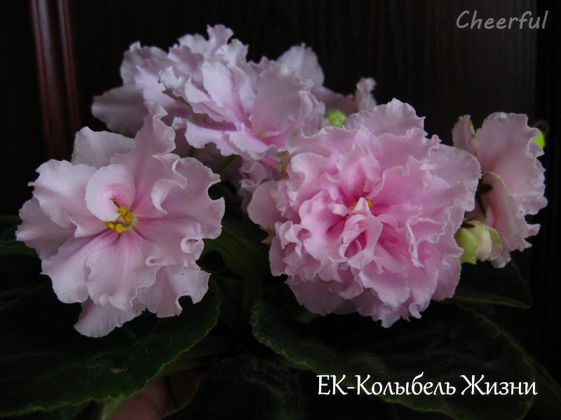 ek-kolybel zhizni 4.jpg