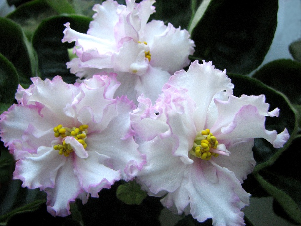 EK-Rozhdenie Lubvi3.JPG