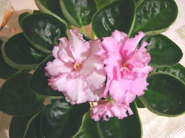 EK-Rozhdenie Lubvi.JPG