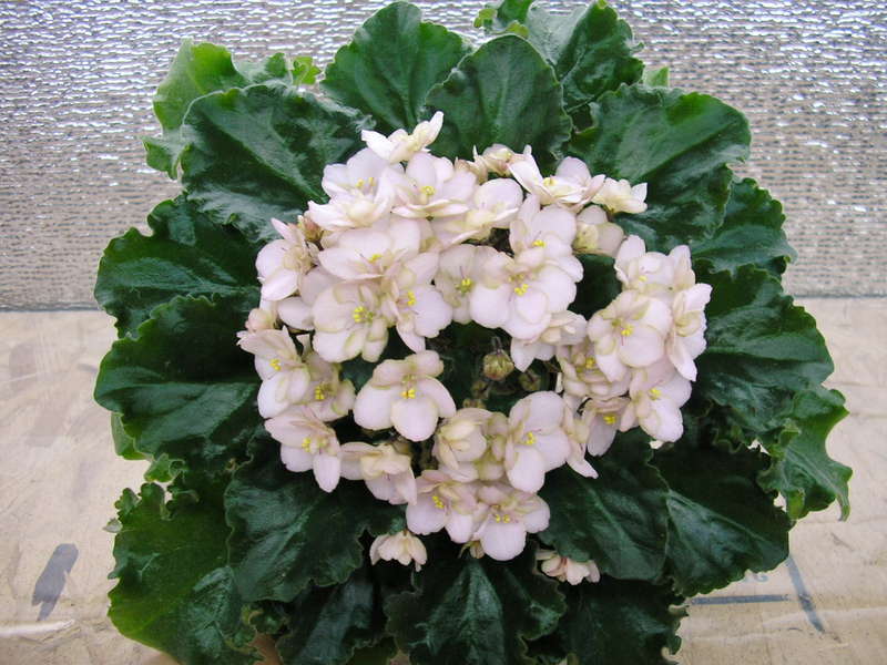 Emerald Pink2.jpg
