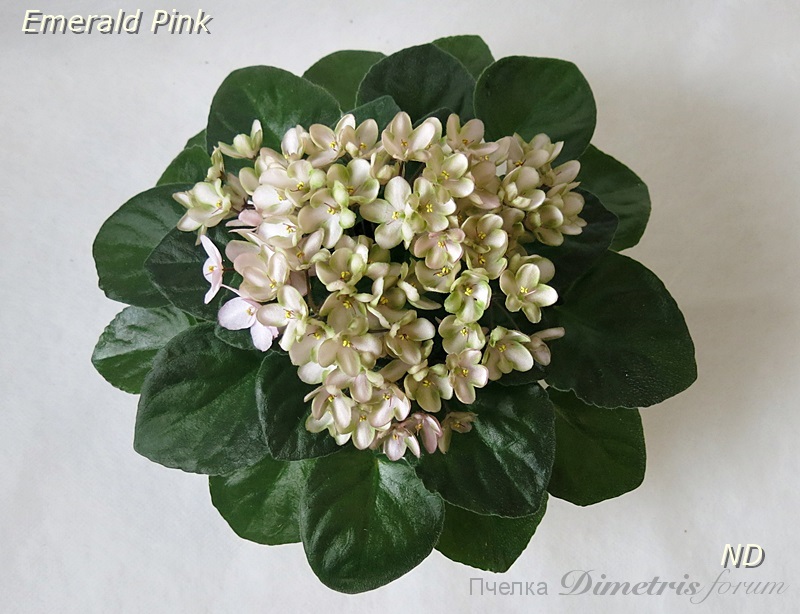 Emerald Pink.JPG