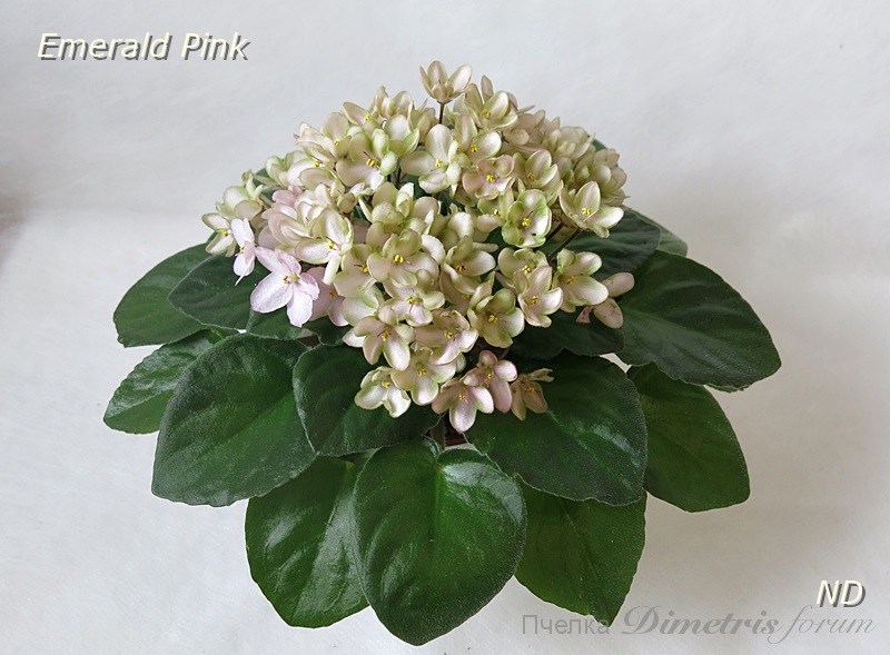 Emerald Pink 1.JPG