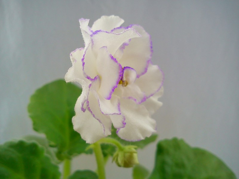 Enchanted Pink 1.jpg
