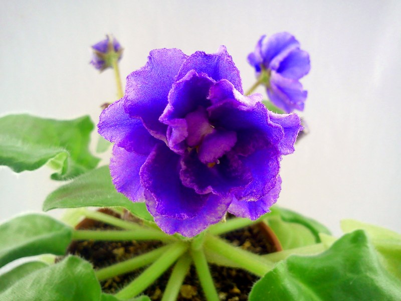 Enchanted Pink 2.jpg