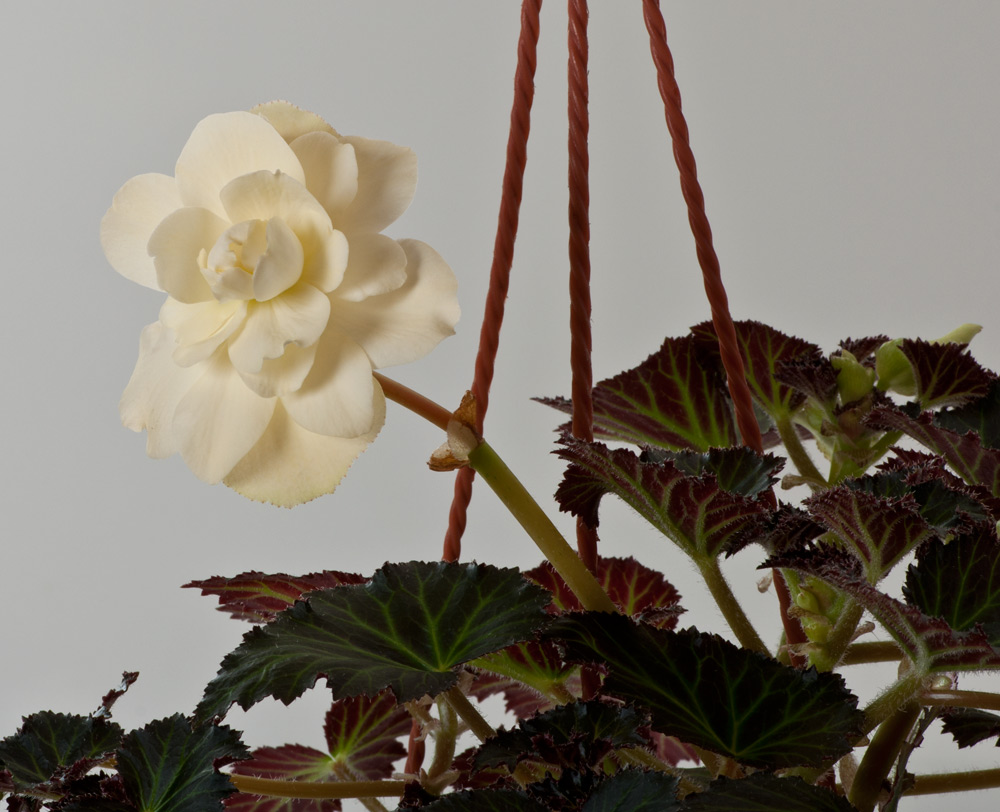 Fragrant-Falls-Lemon.jpg