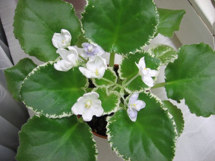 Frozen in Time 6732.jpg