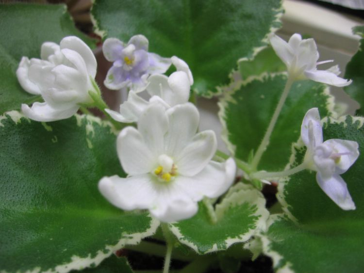 Frozen in Time 6736.jpg