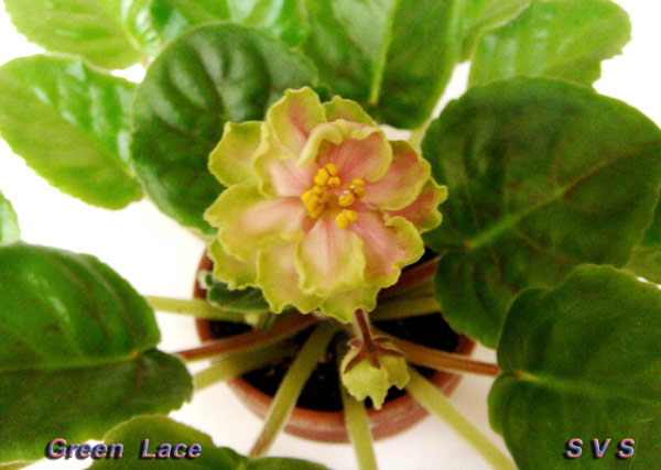 Green_Lace_1.jpg