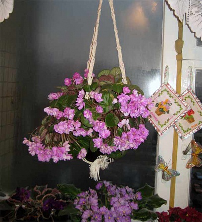 Honeysuckle Rose 2.jpg