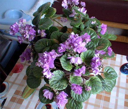 Honeysuckle Rose.jpg
