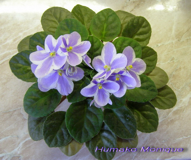 Humako Monique1_k_640.jpg