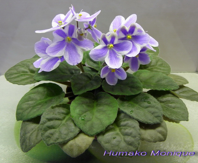 Humako Monique_k_640.jpg