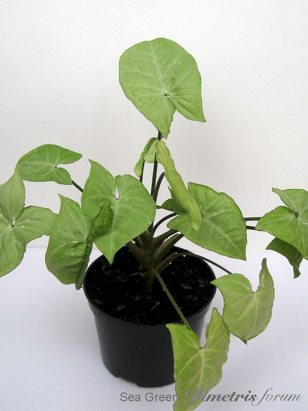 img2080.jpg