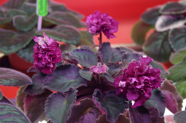 IMG_0106_новый размер.JPG