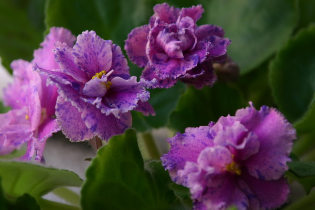 IMG_0904_новый размер.JPG