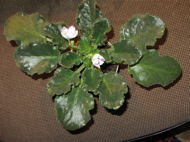 IMG_1284_640x480 (1).jpg