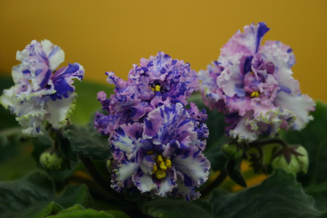 IMG_1690_новый размер.JPG