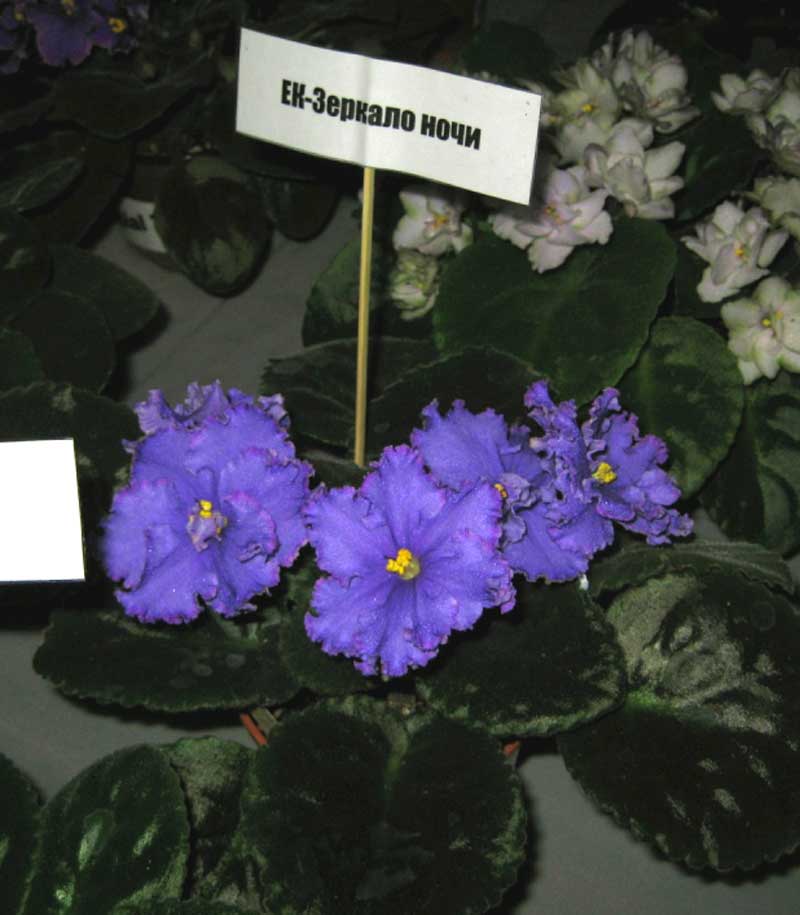 IMG_1731.jpg