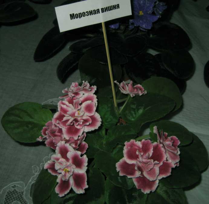 IMG_1743.jpg
