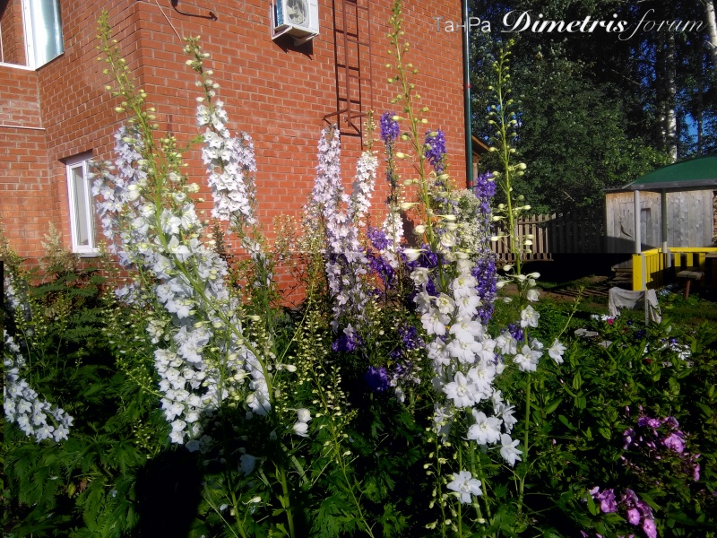 IMG_20160706_193349.jpg