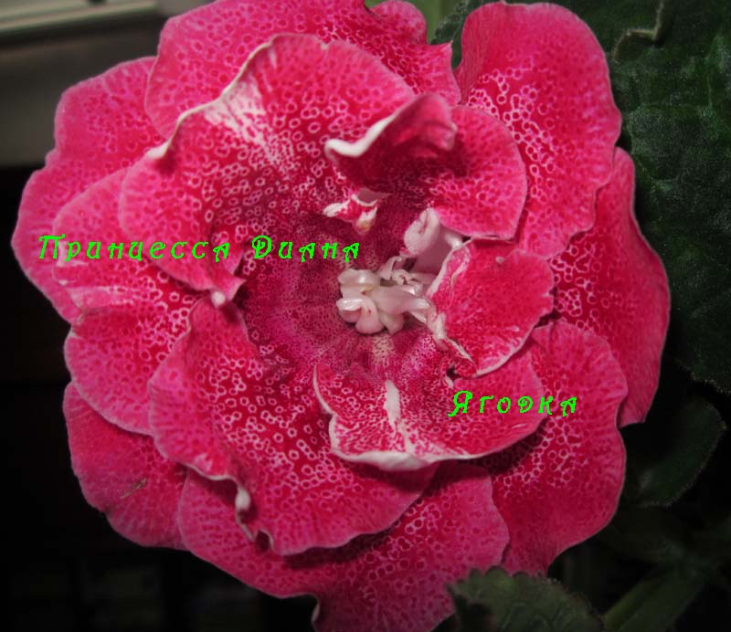 IMG_2148 копи.jpg