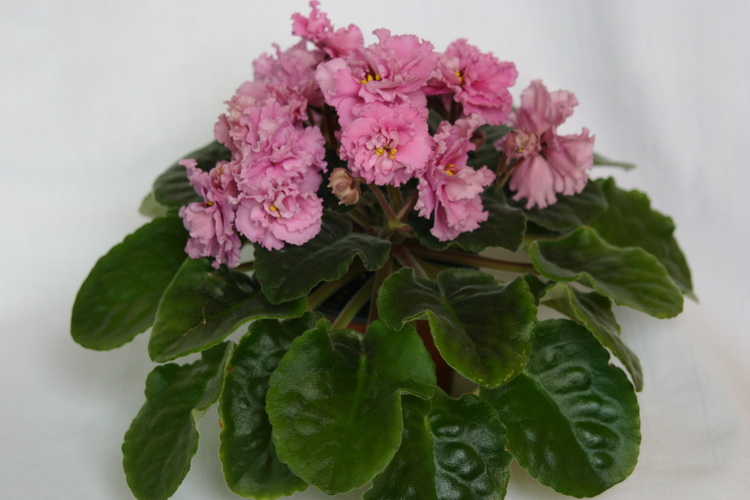 IMG_2811_новый размер.JPG