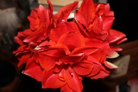 img_2984_351.jpg
