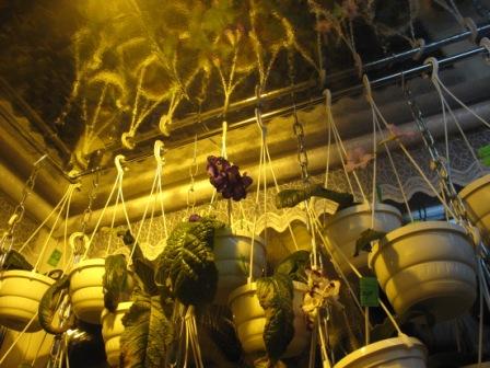 IMG_3535 балкон.JPG