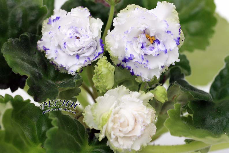 IMG_3579 копия.jpg