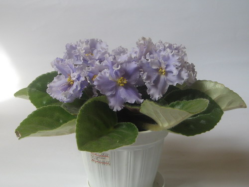 IMG_3706_resize.JPG