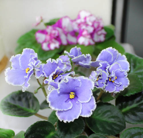 IMG_3808-500-зеркало души.jpg